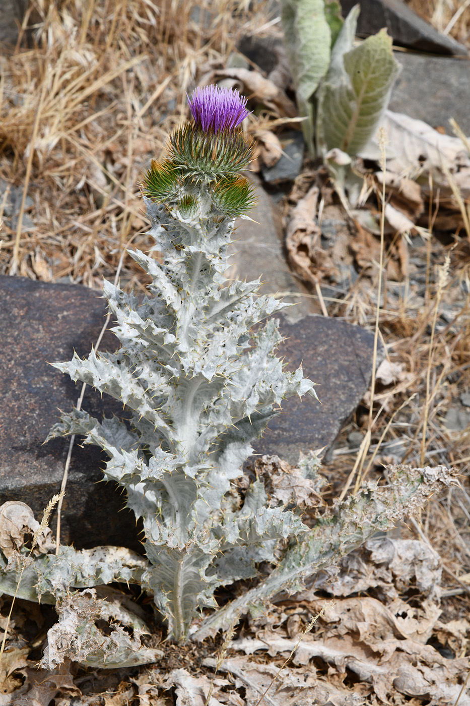 Image of Onopordum acanthium specimen.