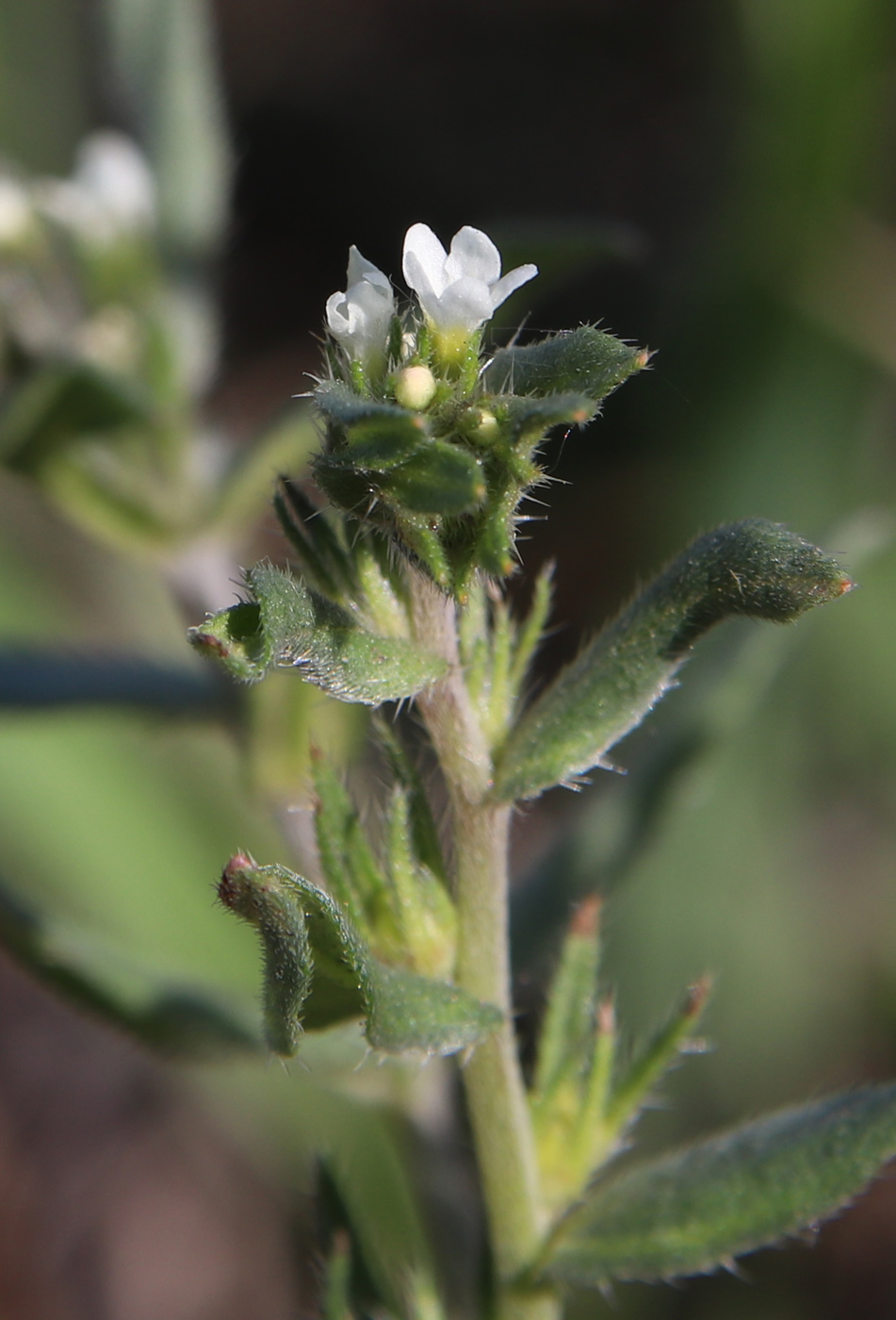 Изображение особи Buglossoides arvensis.