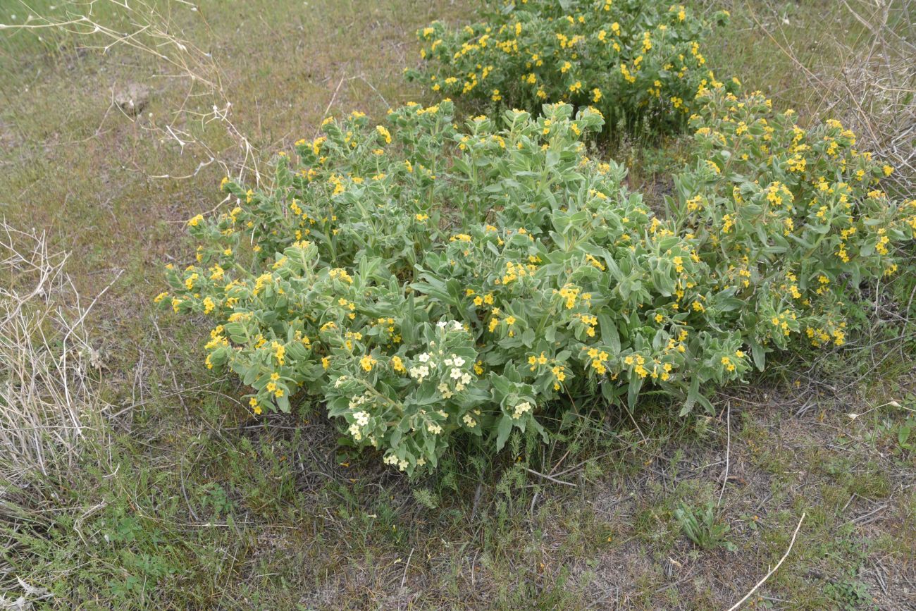 Image of Alkanna orientalis specimen.