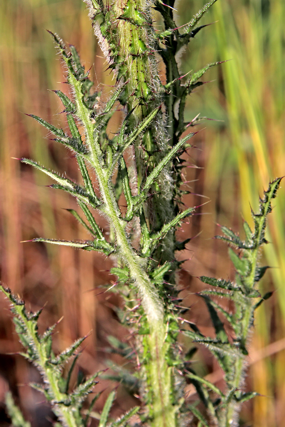 Image of Cirsium palustre specimen.
