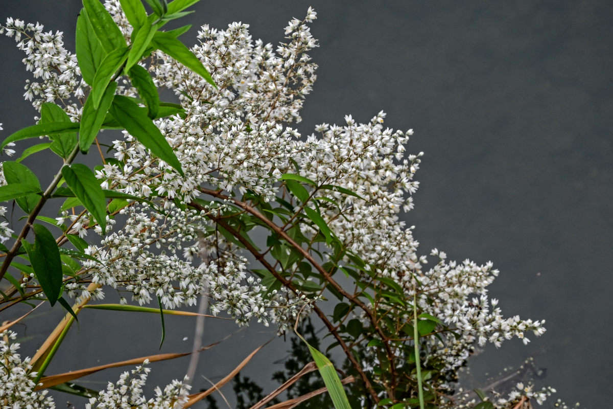 Изображение особи Deutzia ningpoensis.