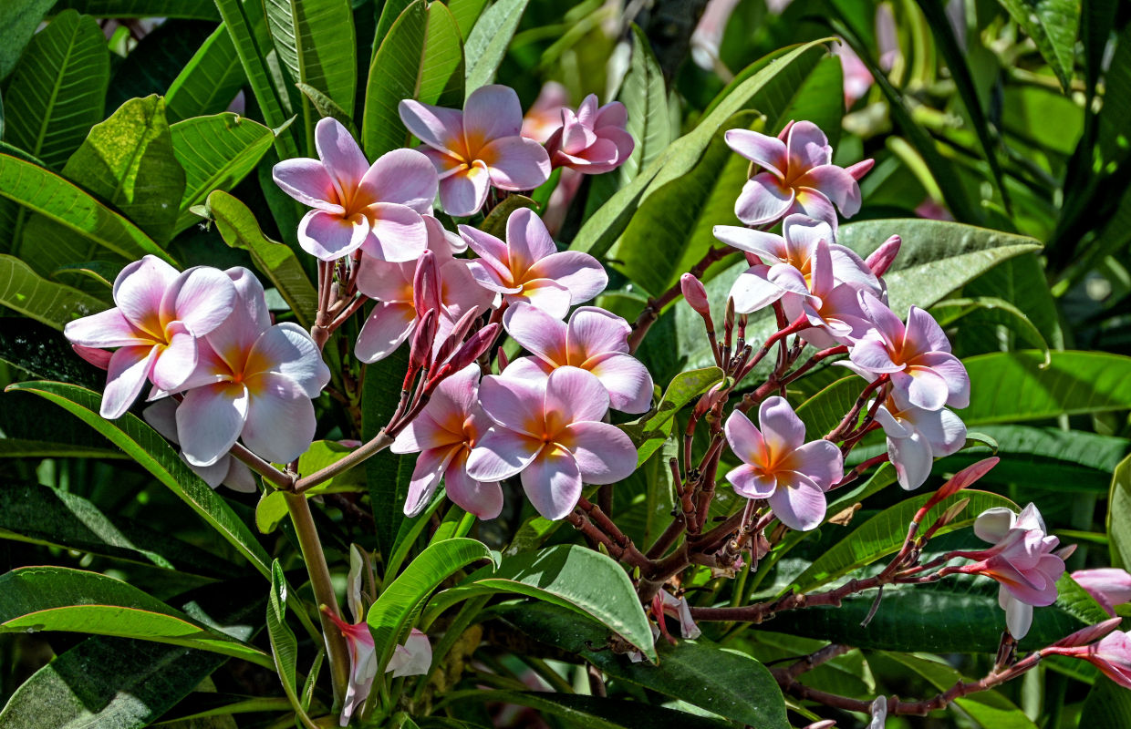 Image of Plumeria rubra specimen.