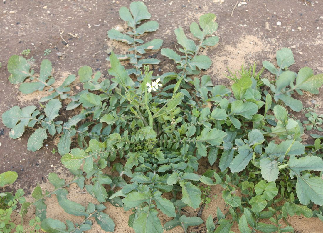 Image of Raphanus raphanistrum specimen.