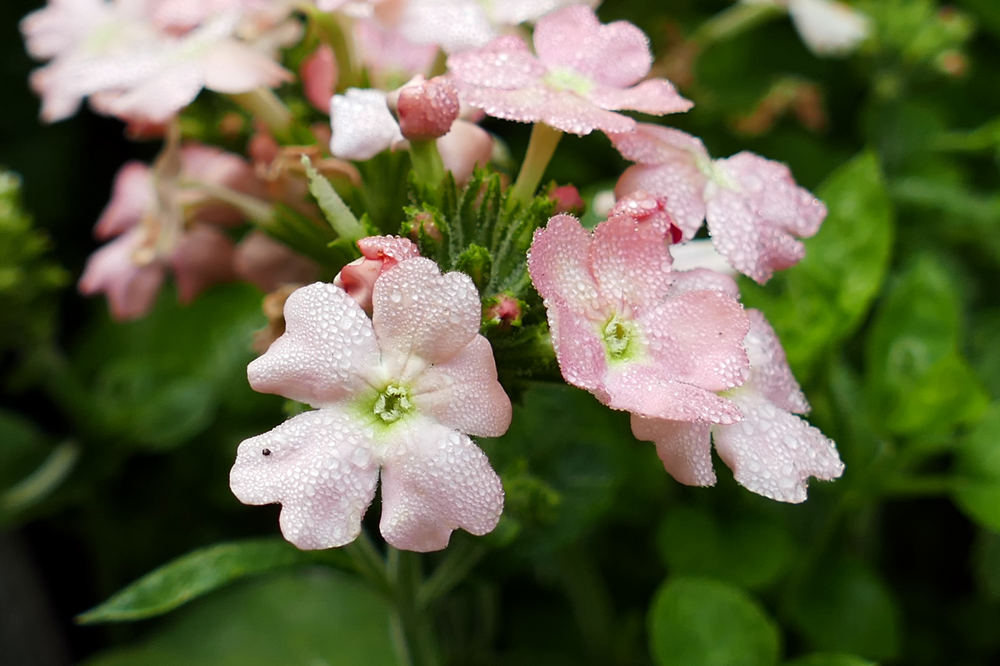 Изображение особи Glandularia &times; hybrida.