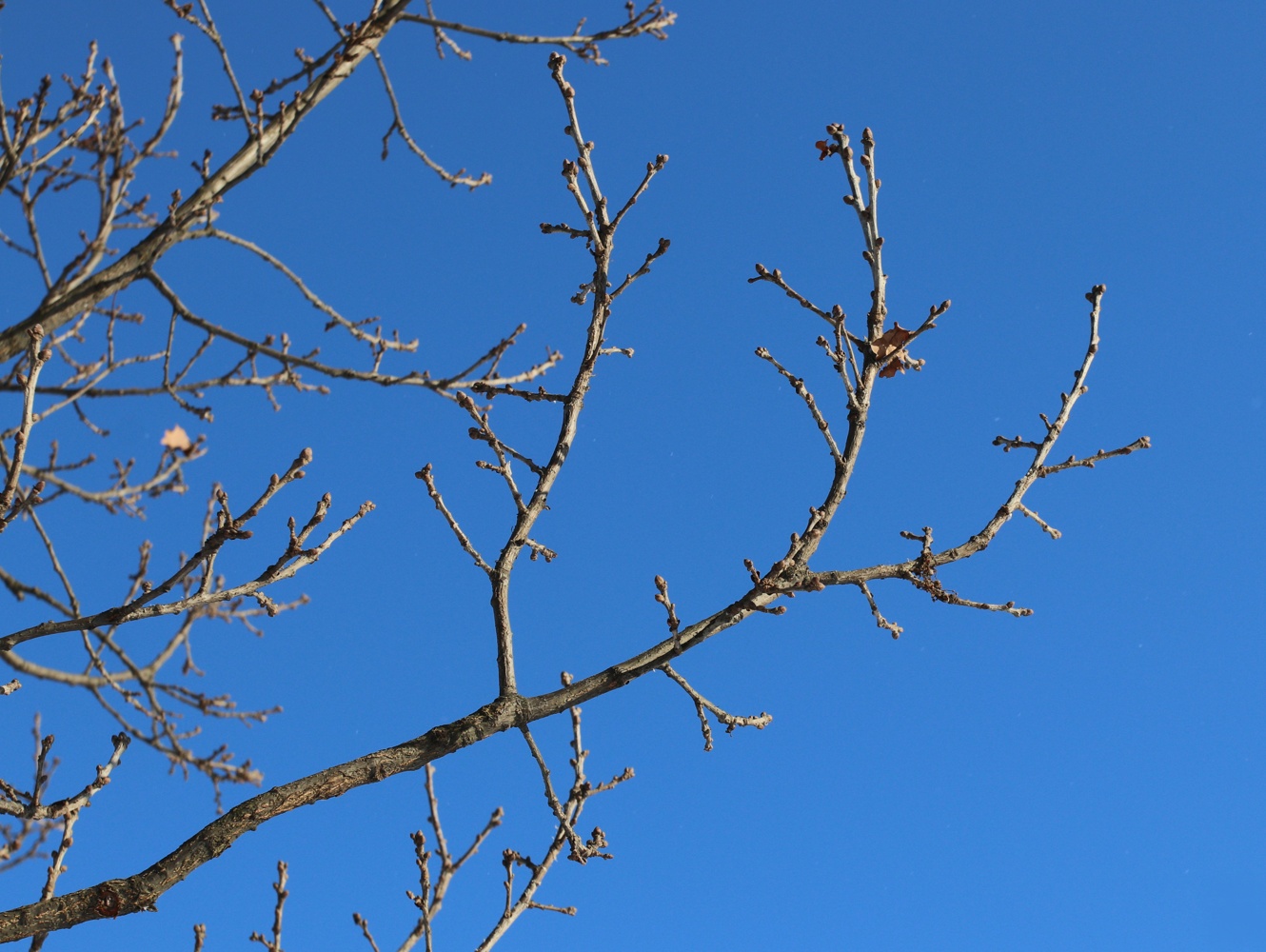 Изображение особи Quercus robur.