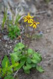 Ligularia alticola. Цветущие растения. Приморский край, Партизанский р-н, гора Ольховая, курумник. 14.07.2025.
