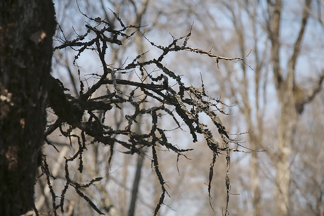 Изображение особи Ulmus japonica.