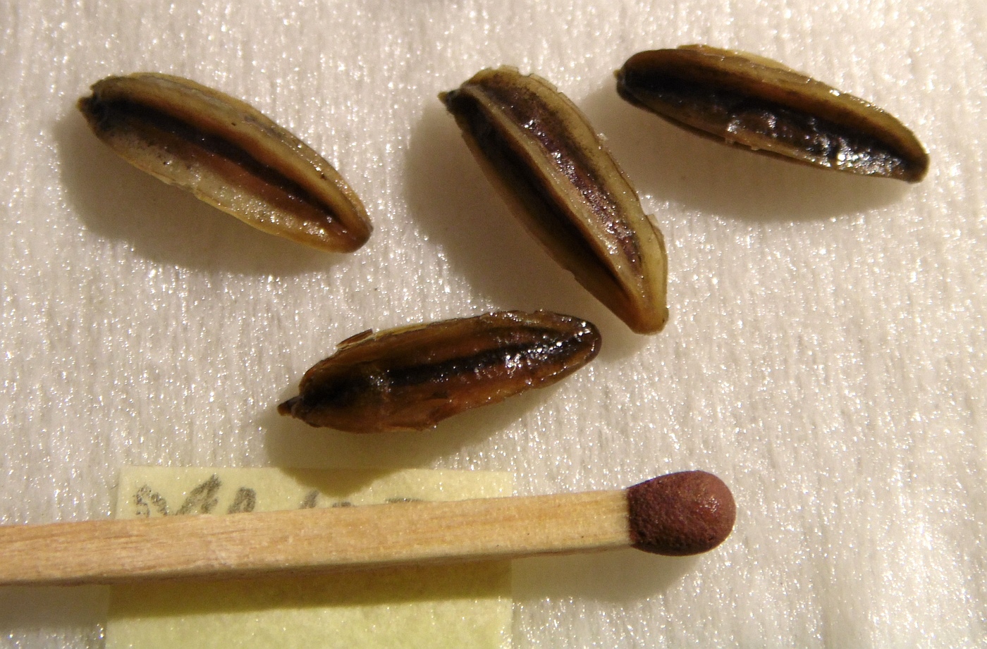 Image of Molopospermum peloponnesiacum specimen.