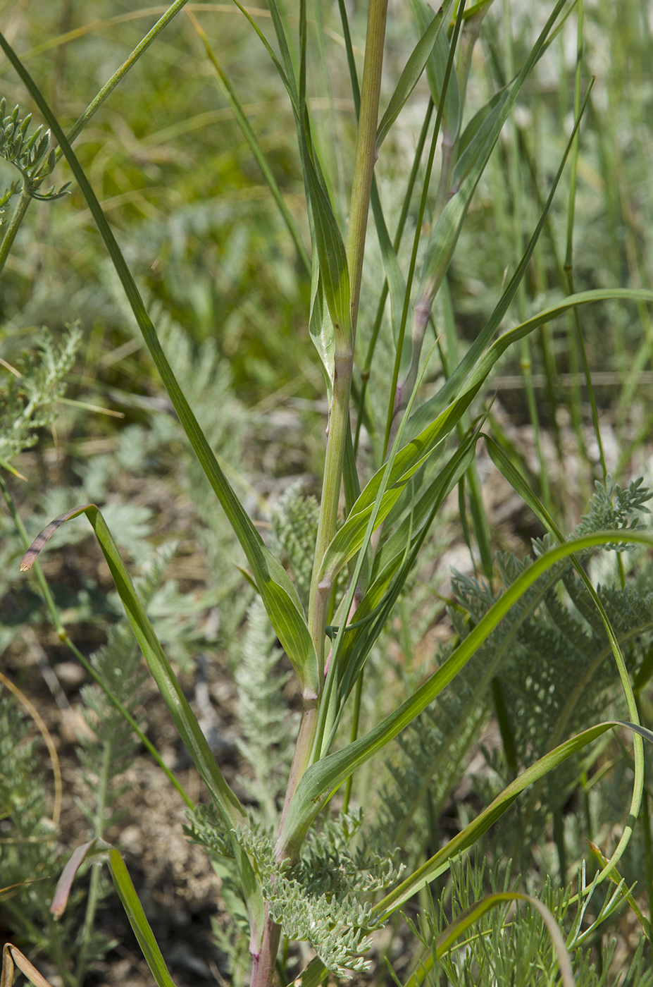 Изображение особи род Scorzonera.