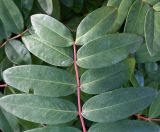 Hypericum calycinum. Часть листа. Крым, Ялта, пгт Ливадия, парк Ливадийского дворца, пешеходный маршрут \"Солнечная тропа\". 07.01.2026.