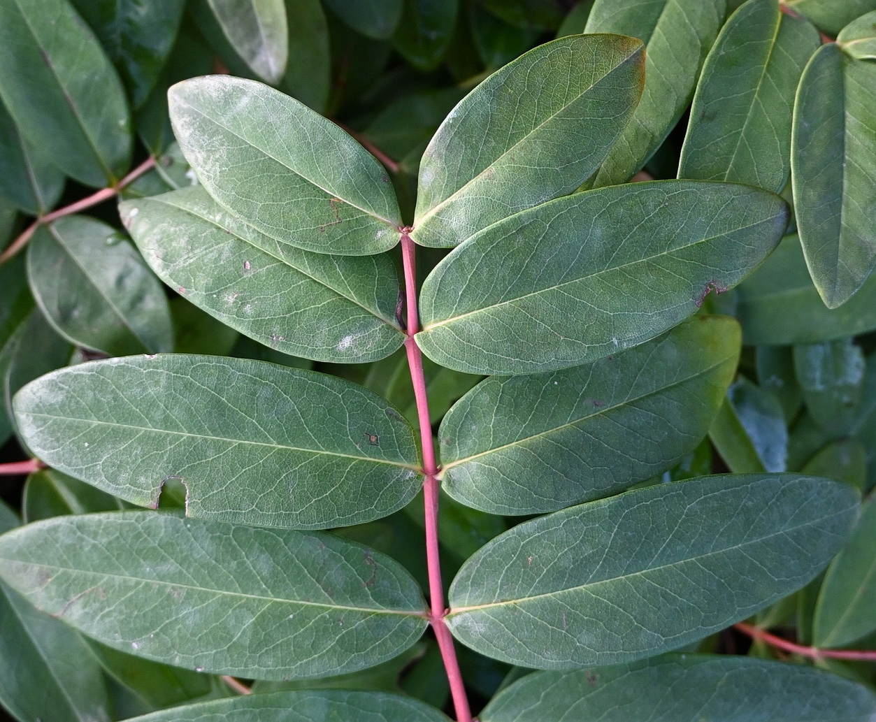 Image of Hypericum calycinum specimen.