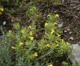 Ajuga chia. Цветущее растение. Грузия, край Самцхе-Джавахети, окр. с. Тмогви, верхняя часть крепости Тмогви, выс. 1400 м н.у.м., травянистый склон. 29 мая 2025 г.