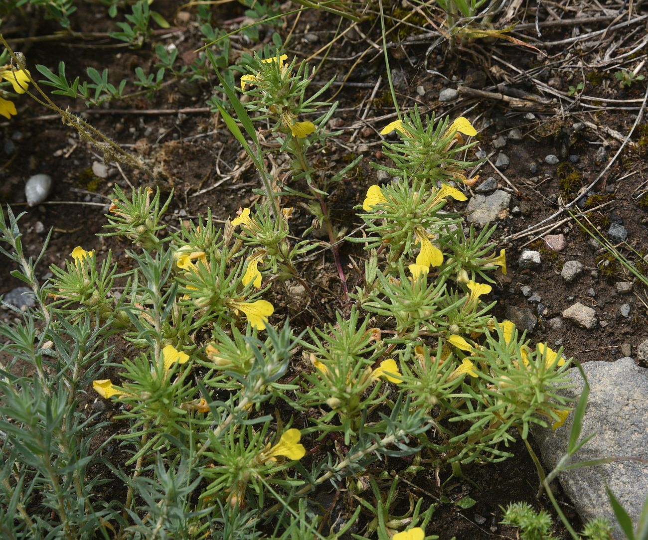 Изображение особи Ajuga chia.