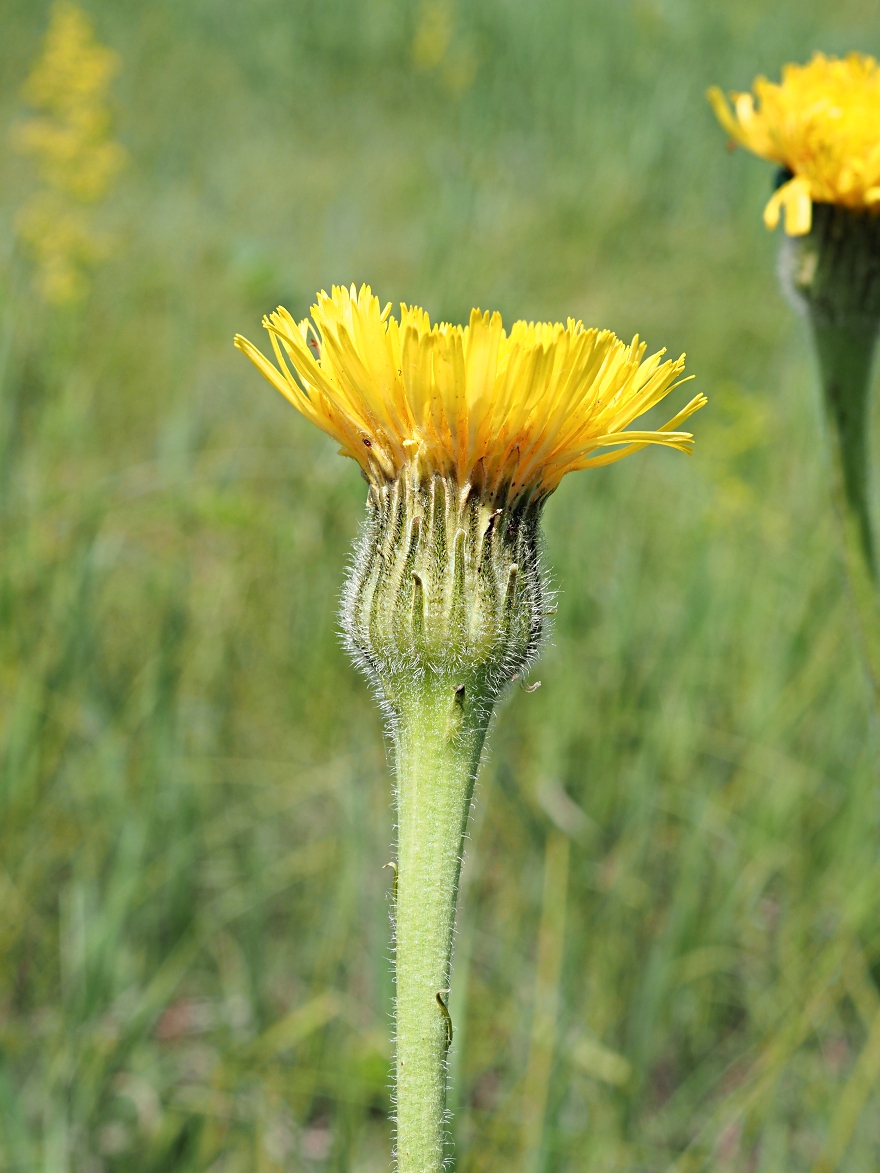 Image of Trommsdorffia maculata specimen.