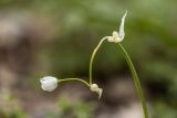 Allium paradoxum. Соцветие c выводковыми луковичками. Дагестан, Казбековский р-н, окр. с. Дубки, дубово-грабовый лес. 27.04.2026.