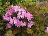 Rhododendron schlippenbachii. Цветущее растение. Приморский край, Хасанский р-н, водораздел между бассейнами оз. Малое Мраморное и бухты Калевала, разреженные заросли кустарников с порослью Quercus mongolica. 17.05.2026.