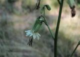 Nabalus trifoliolatus