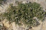 Spergularia media