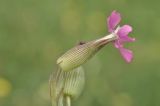 View full-size image Pleconax conica