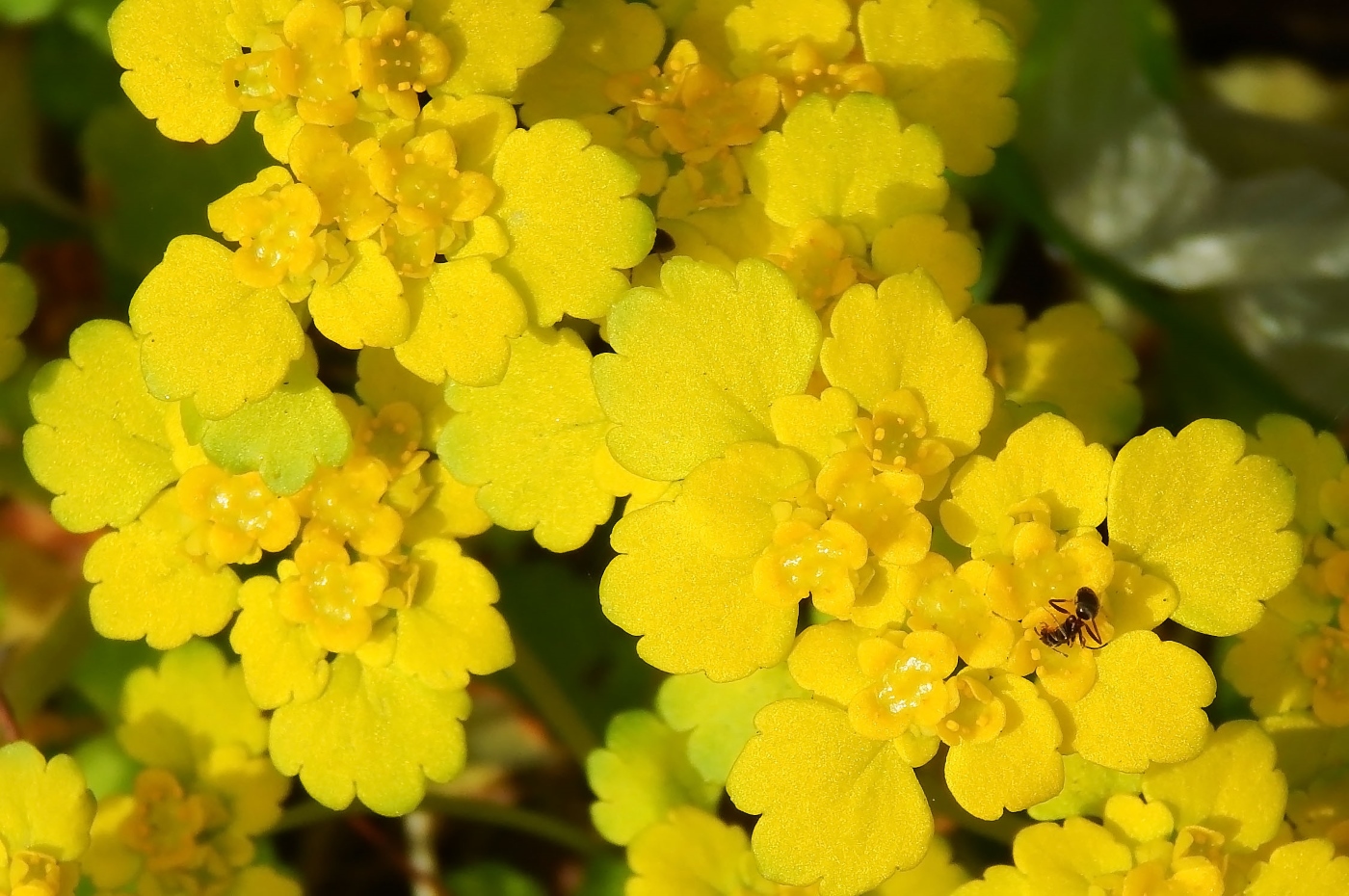 Image of Chrysosplenium alternifolium specimen.