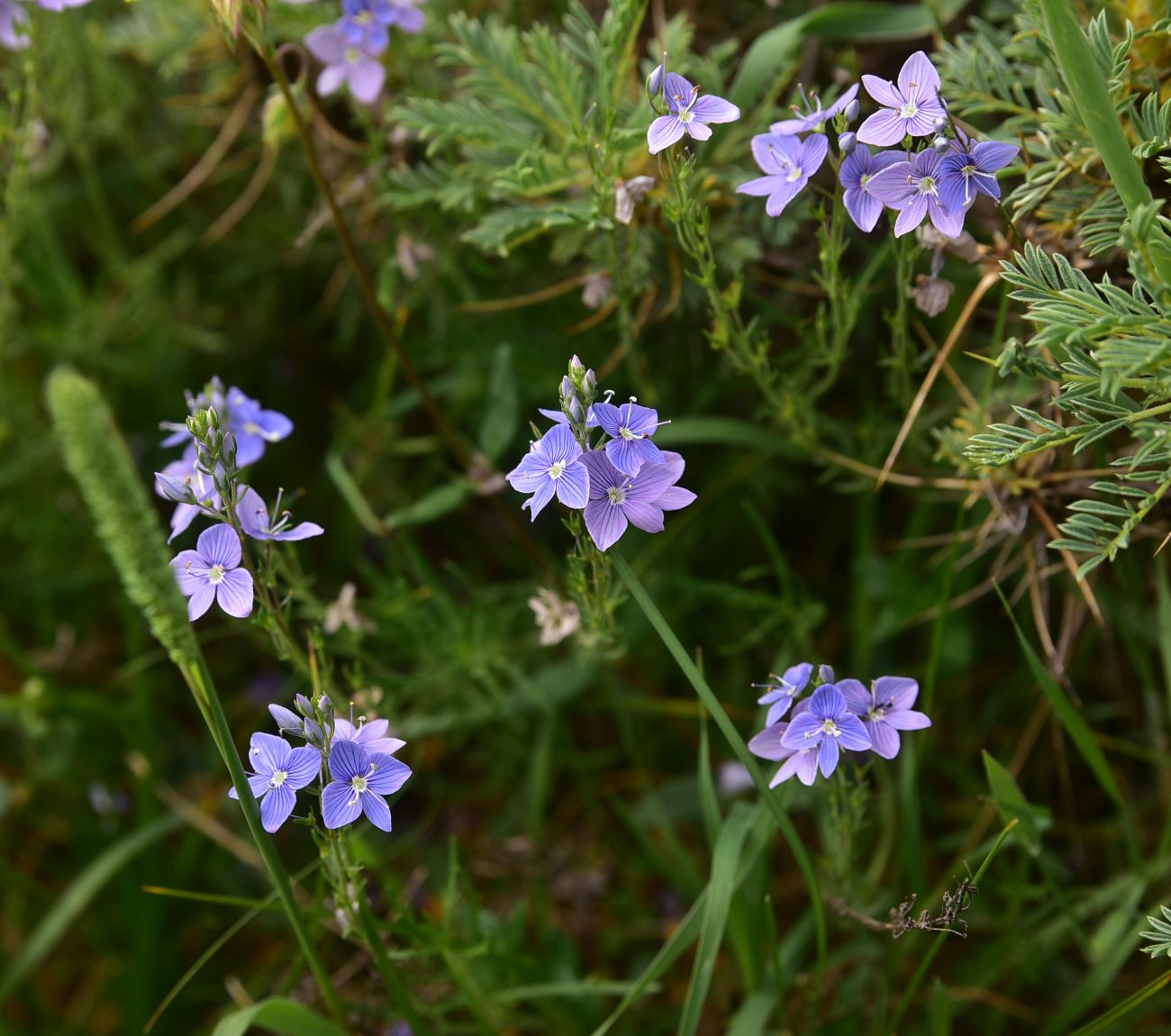 Image of Veronica multifida specimen.