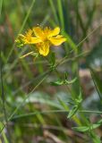 Hypericum perforatum. Верхушка побега с цветком. Беларусь, Брестская обл., Каменецкий р-н, окр. дер. Верховичи, пруд Сипурка, в траве у берега. 01.07.2026.