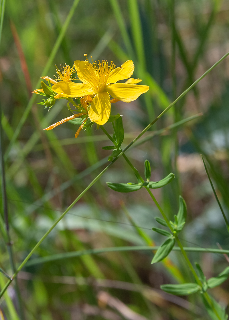 Image of Hypericum perforatum specimen.