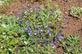 genus Veronica. Цветущее растение. Турция, ил Ардахан, окр. пер. Чам Гечыды, выс. 2409 м н.у.м., луг ок. снежника. 11 июня 2026 г.
