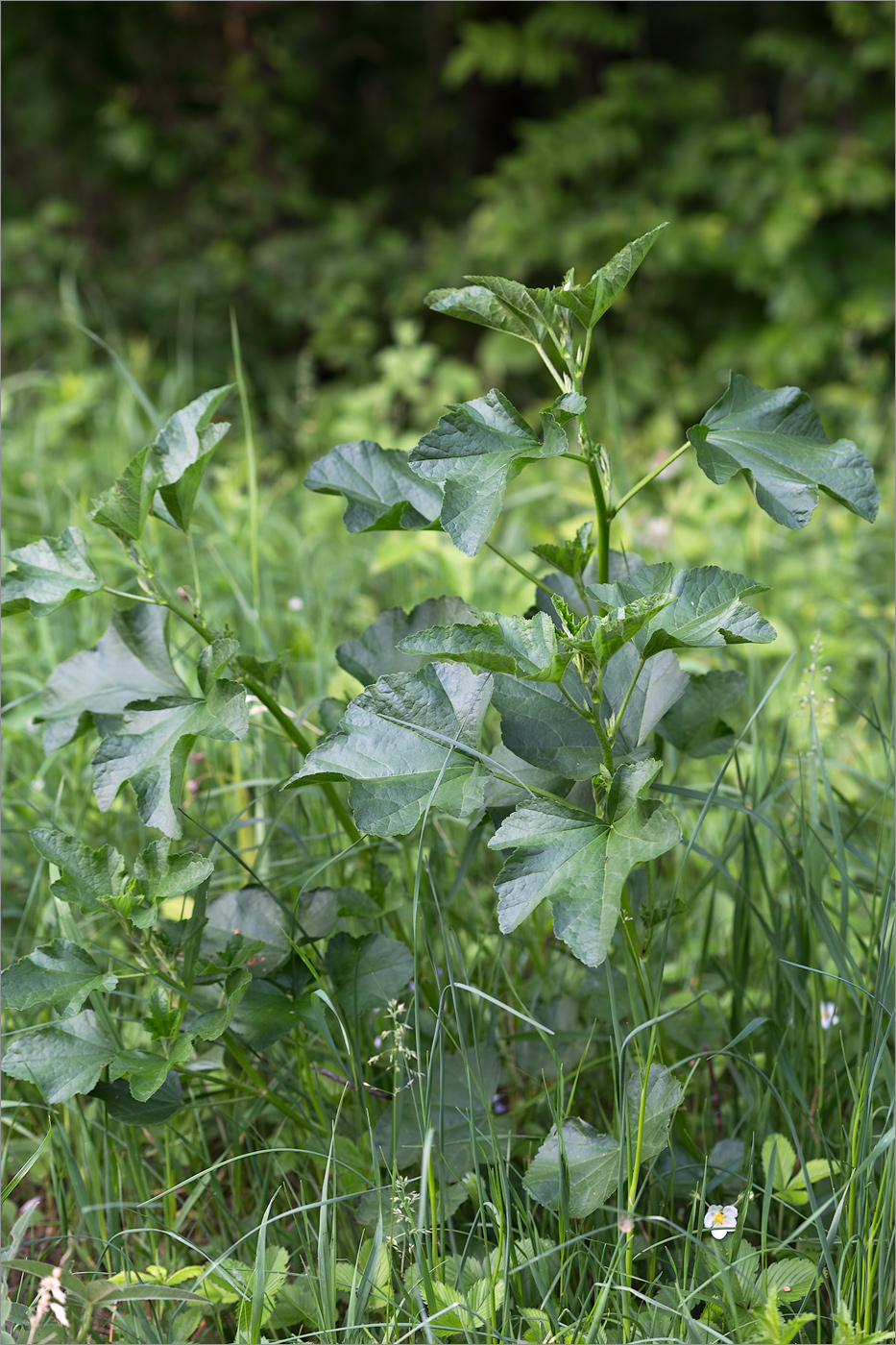 Image of Malva thuringiaca specimen.