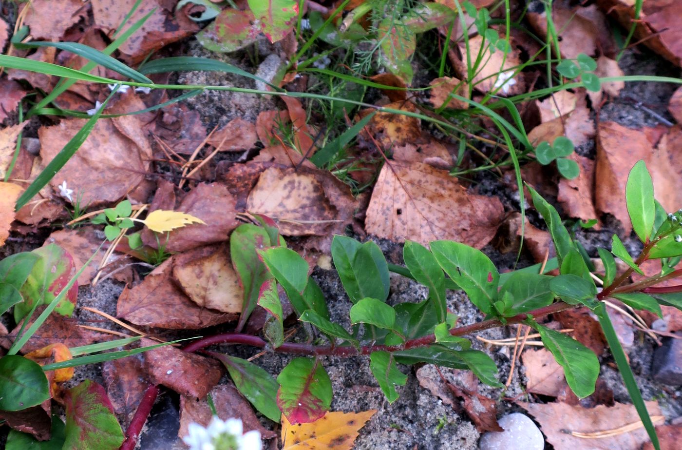 Image of Lysimachia fortunei specimen.