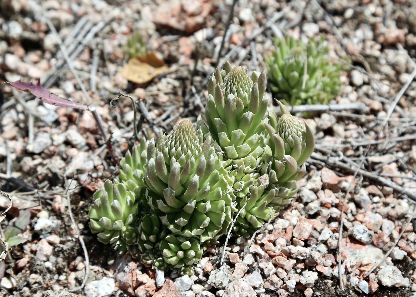 Image of Orostachys thyrsiflora specimen.