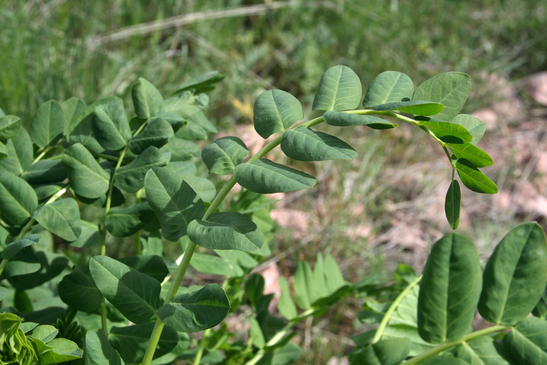 Image of Astragalus tschimganicus specimen.