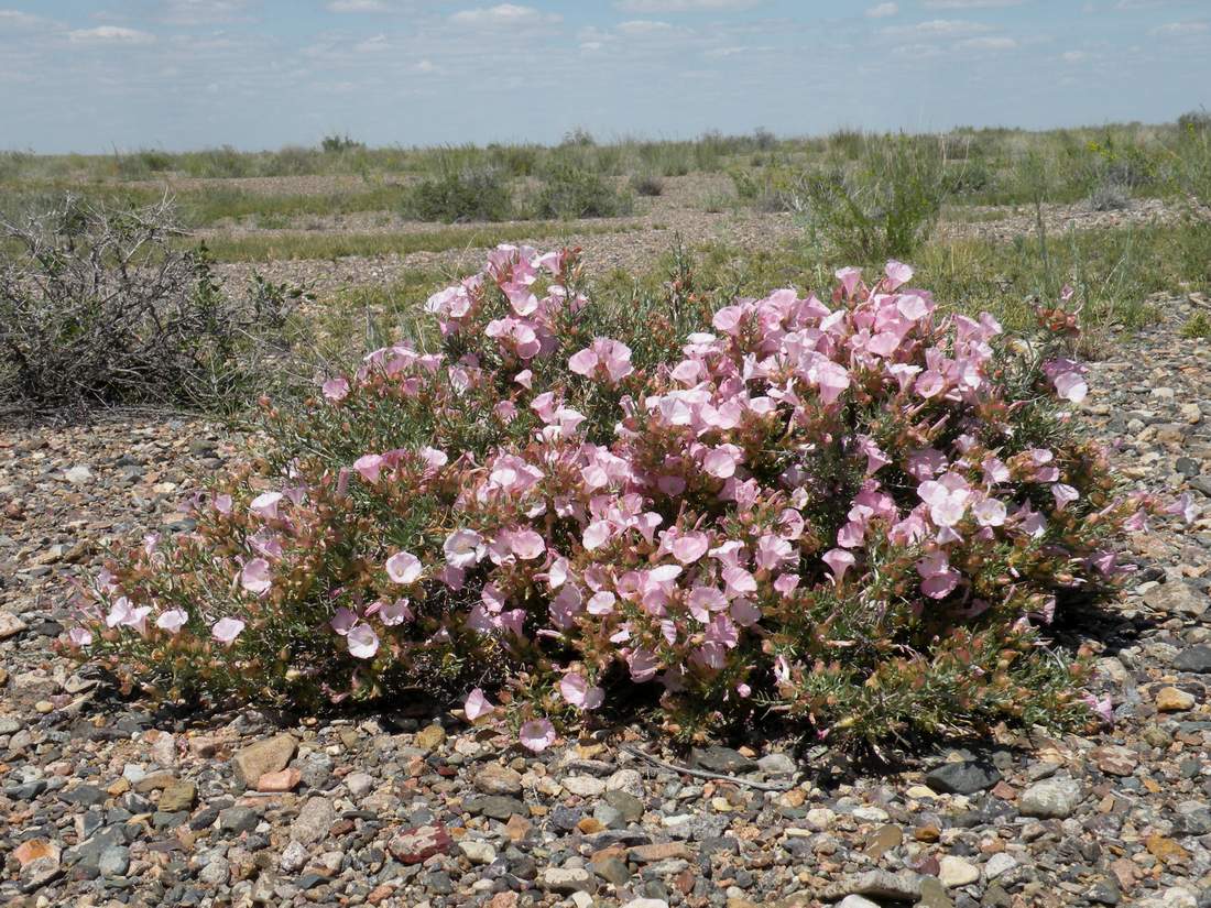 Image of Convolvulus gortschakovii specimen.