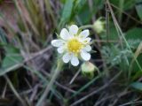 Fragaria viridis. Аномальный цветок. Новосибирская обл., Карасукский р-н, с. Благодатное, опушка березового колка. 01.06.2011.