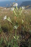 Silene italica