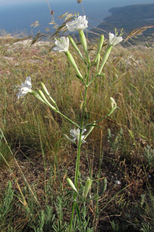 Изображение особи Silene italica.