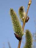 Salix phylicifolia. Женские (пестичные) соцветия. Окр. Санкт-Петербурга, Песочное. 3 мая 2004 г.