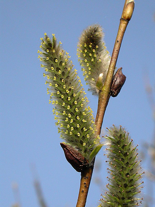 Изображение особи Salix phylicifolia.