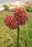 Allium vineale