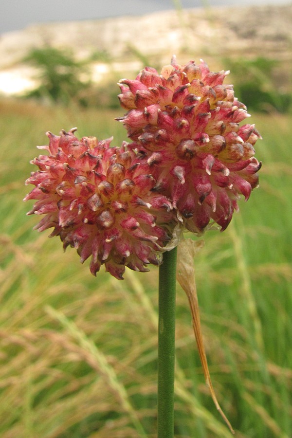 Image of Allium vineale specimen.