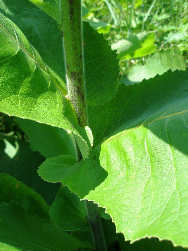 Image of Inula helenium specimen.