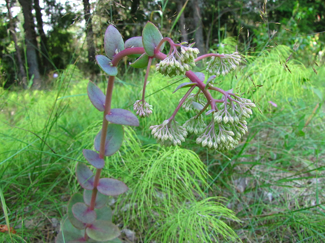 Image of Hylotelephium ruprechtii specimen.
