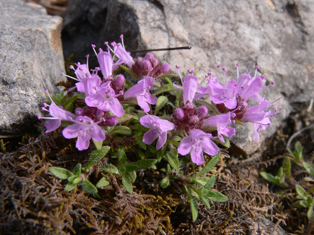Image of Thymus hirticaulis specimen.