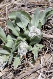 Rindera tetraspis. Растение с бутонами. Узбекистан, хребет Нуратау, ущелье Хаятсай. 27.03.2011.