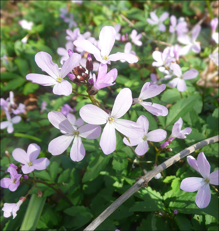 Изображение особи Cardamine quinquefolia.