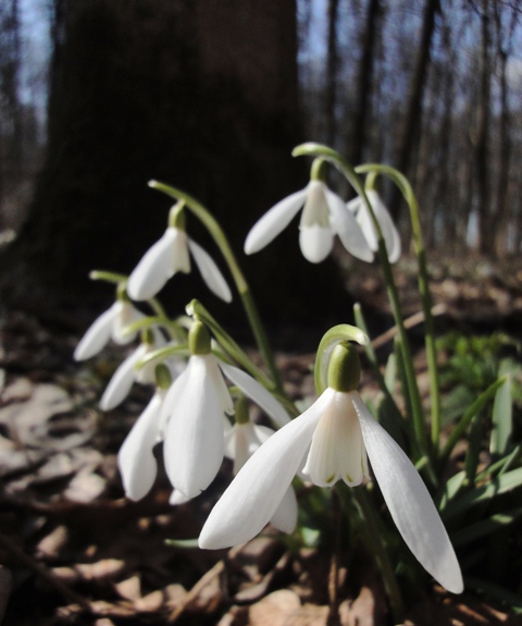 Изображение особи Galanthus nivalis.