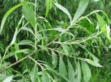Salix gmelinii. Ветвь с молодыми побегами. Ярославская обл., Некоузский р-н, пос. Новый Некоуз, берег р. Ильд. 15.06.2011.