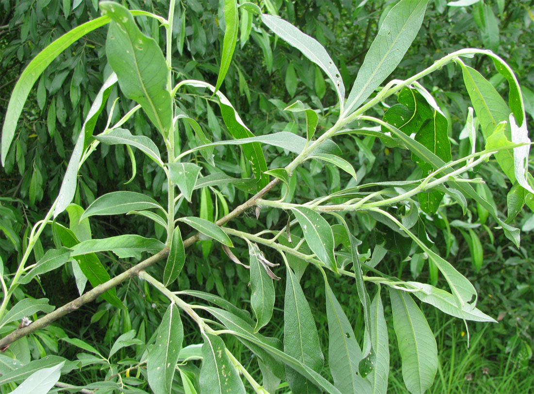 Image of Salix gmelinii specimen.