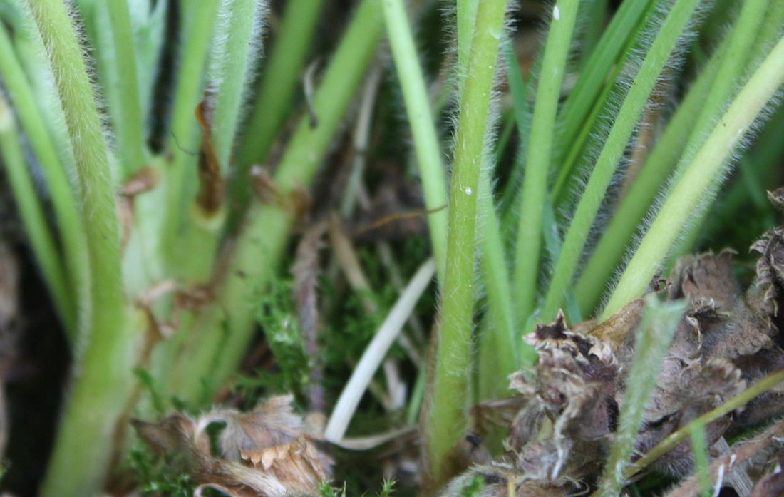 Image of Alchemilla monticola specimen.