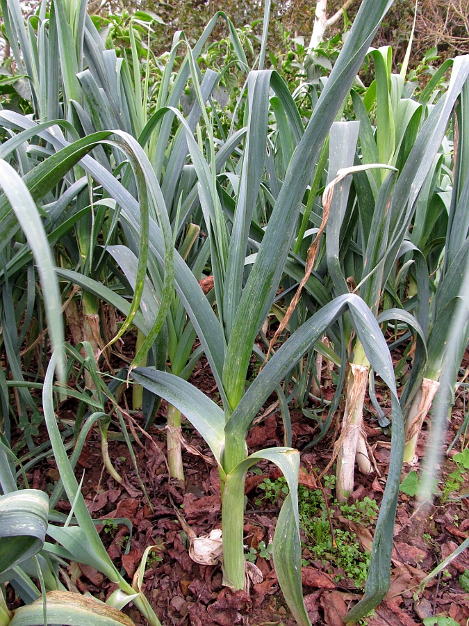 Image of Allium porrum specimen.